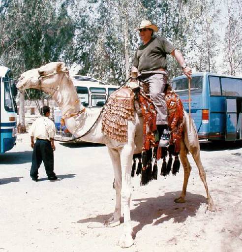 Shane on Camel